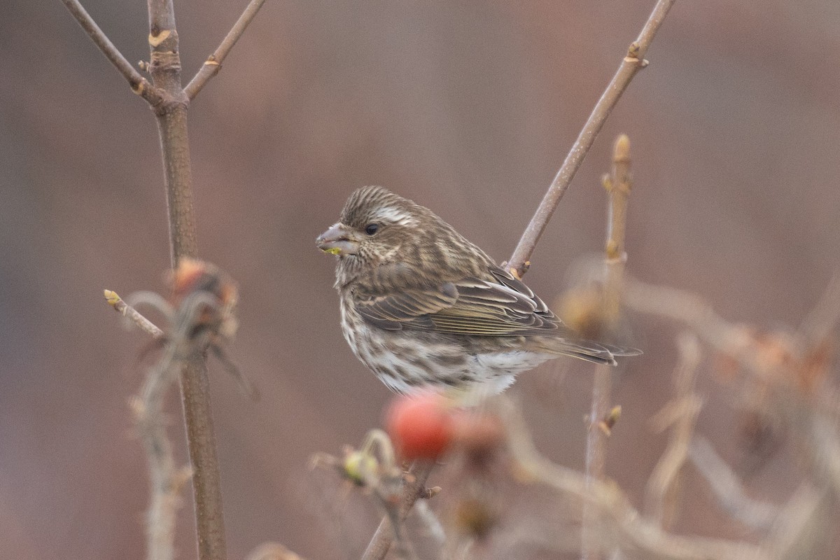 Purple Finch - ML646608373