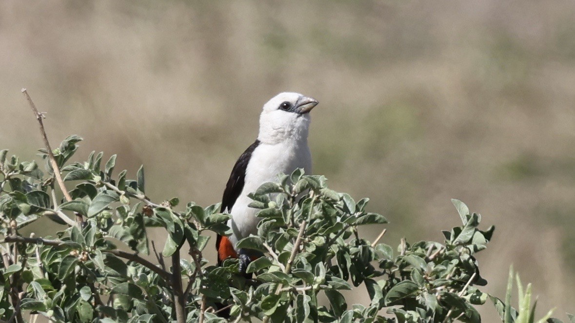 White-headed Buffalo-Weaver - ML646608378