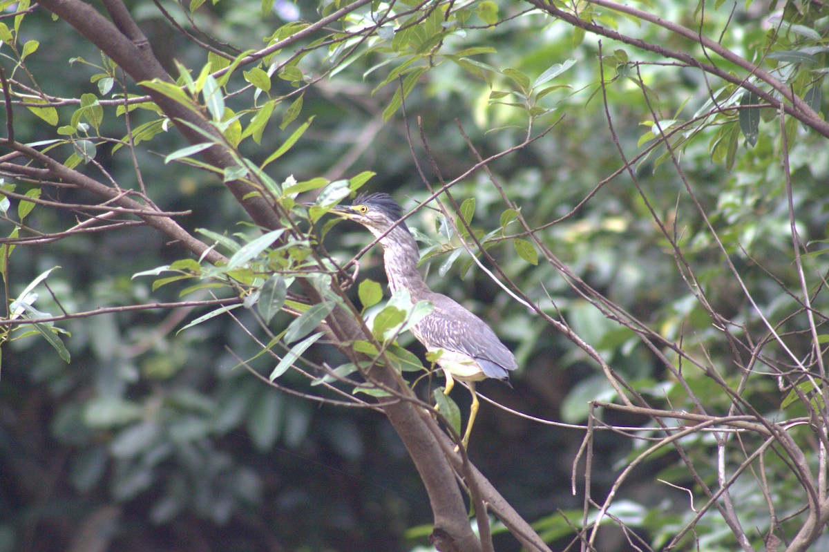 Striated Heron - ML646608379