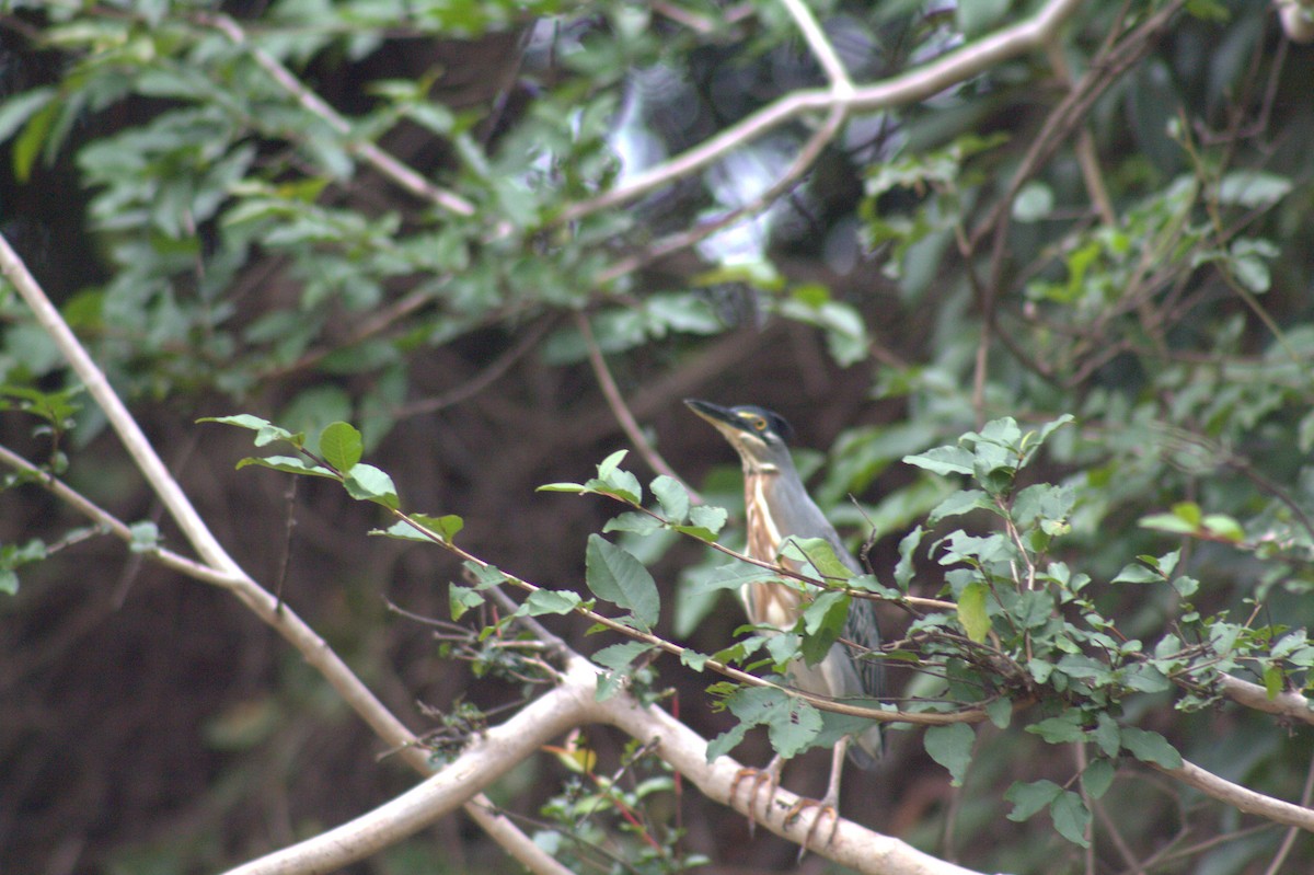 Striated Heron - ML646608380