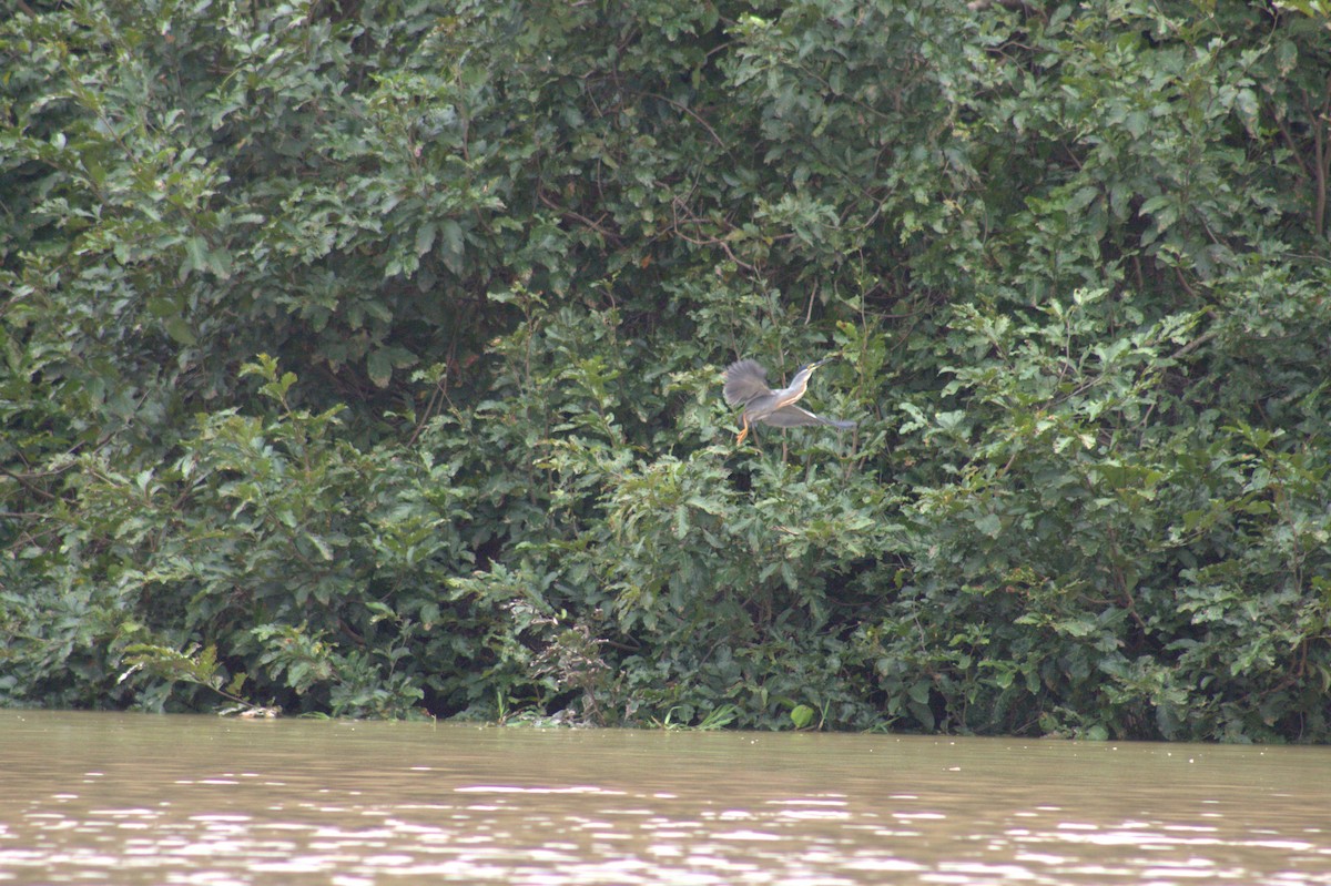 Striated Heron - ML646608381