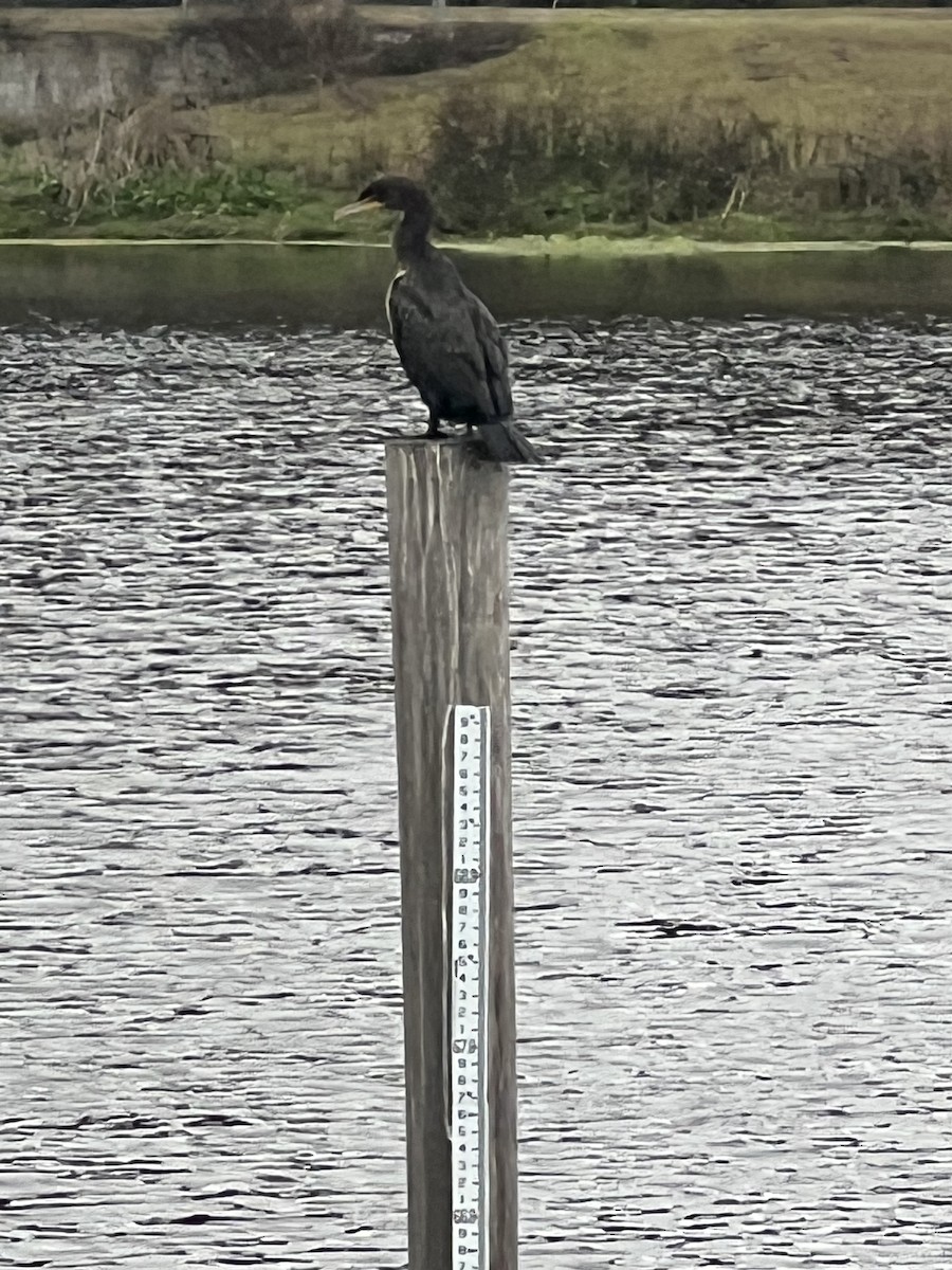 Double-crested Cormorant - ML646608382