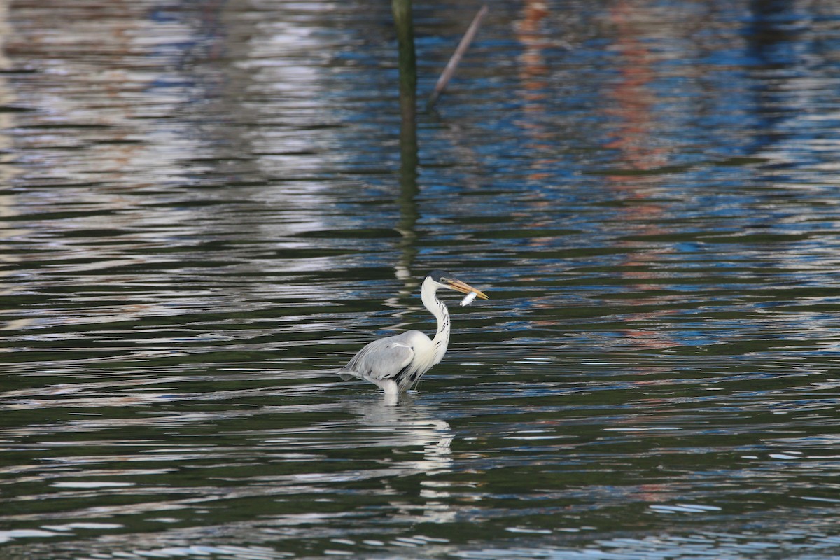 Cocoi Heron - ML646608383