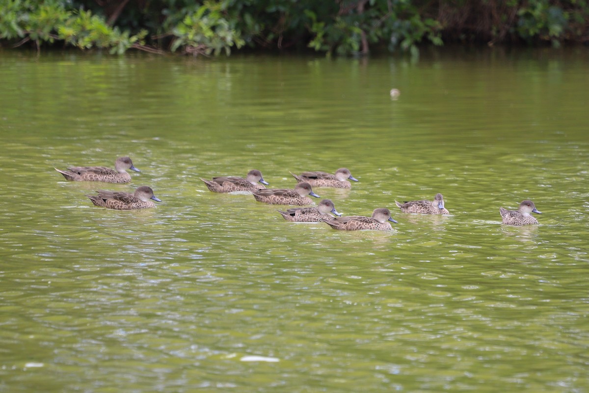 Chestnut Teal - ML646608384