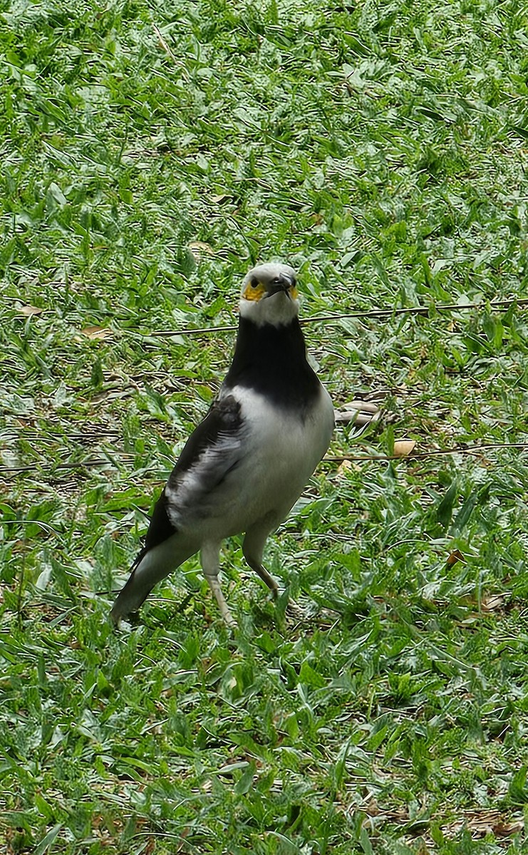 Black-collared Starling - ML646608386