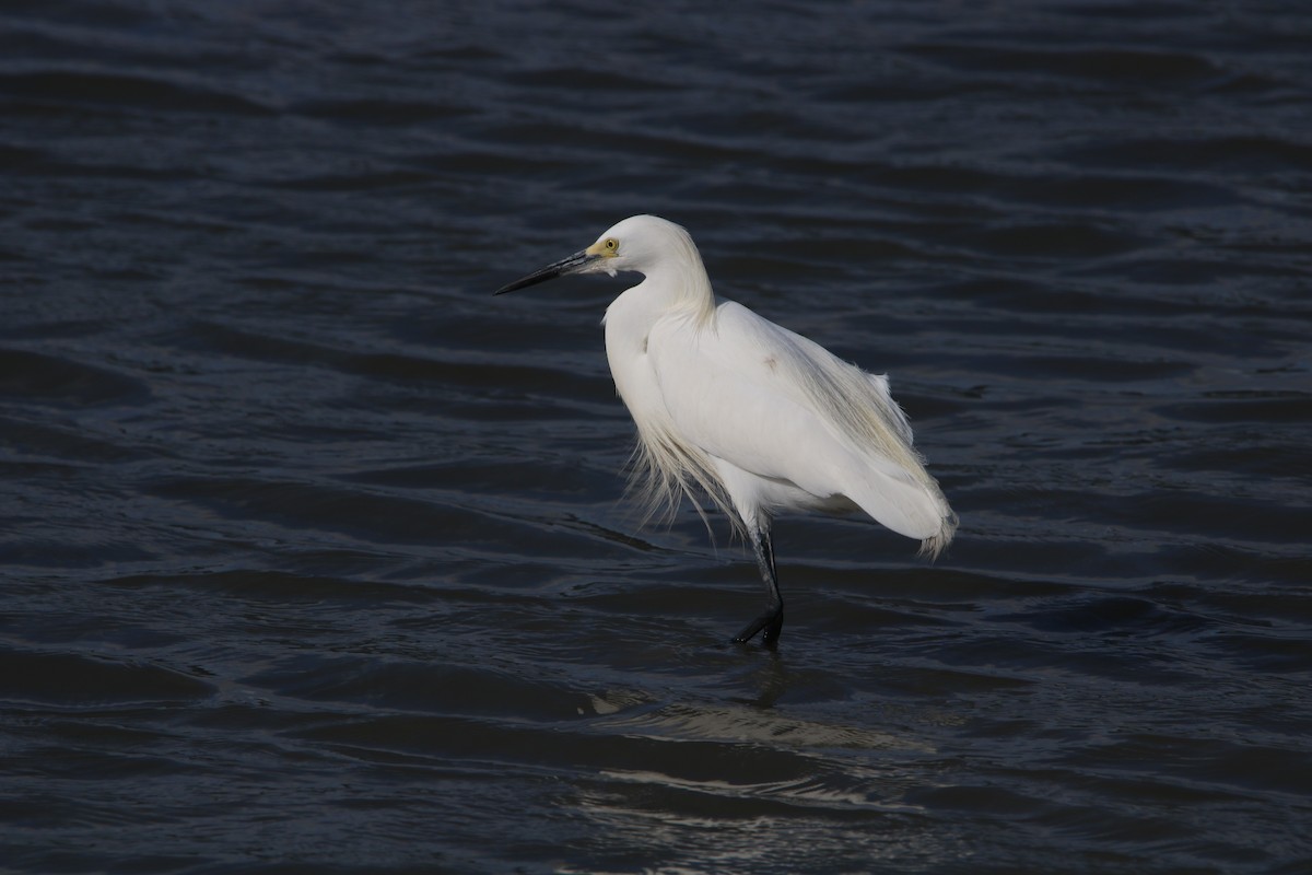 Snowy Egret - ML646608387