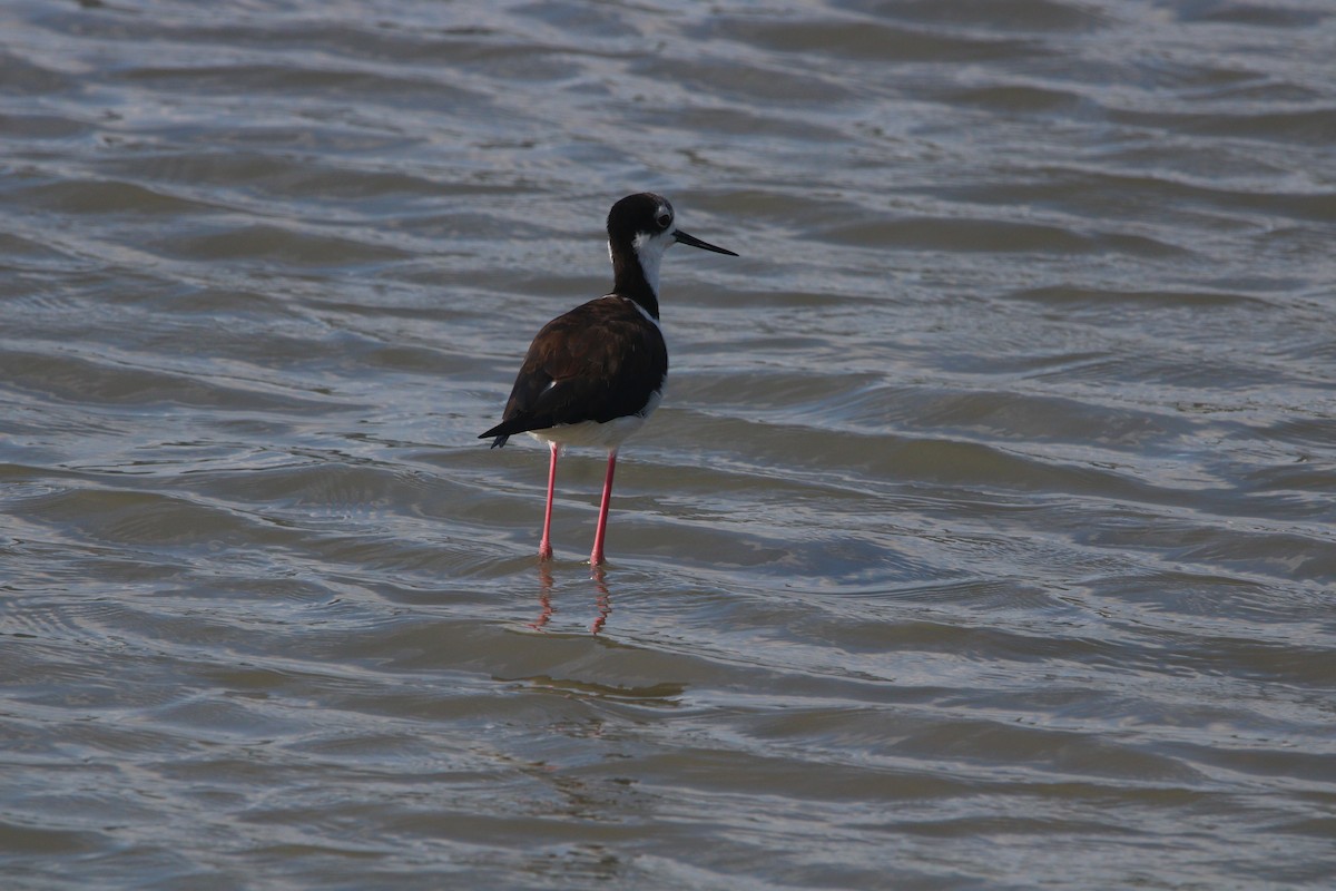 Black-necked Stilt (White-backed) - ML646608389