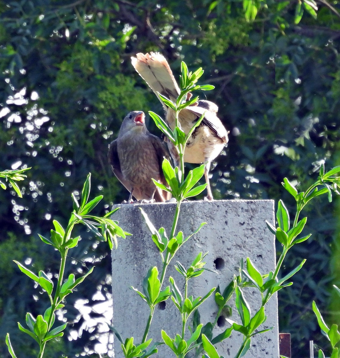 マミジロマネシツグミ - ML646608390