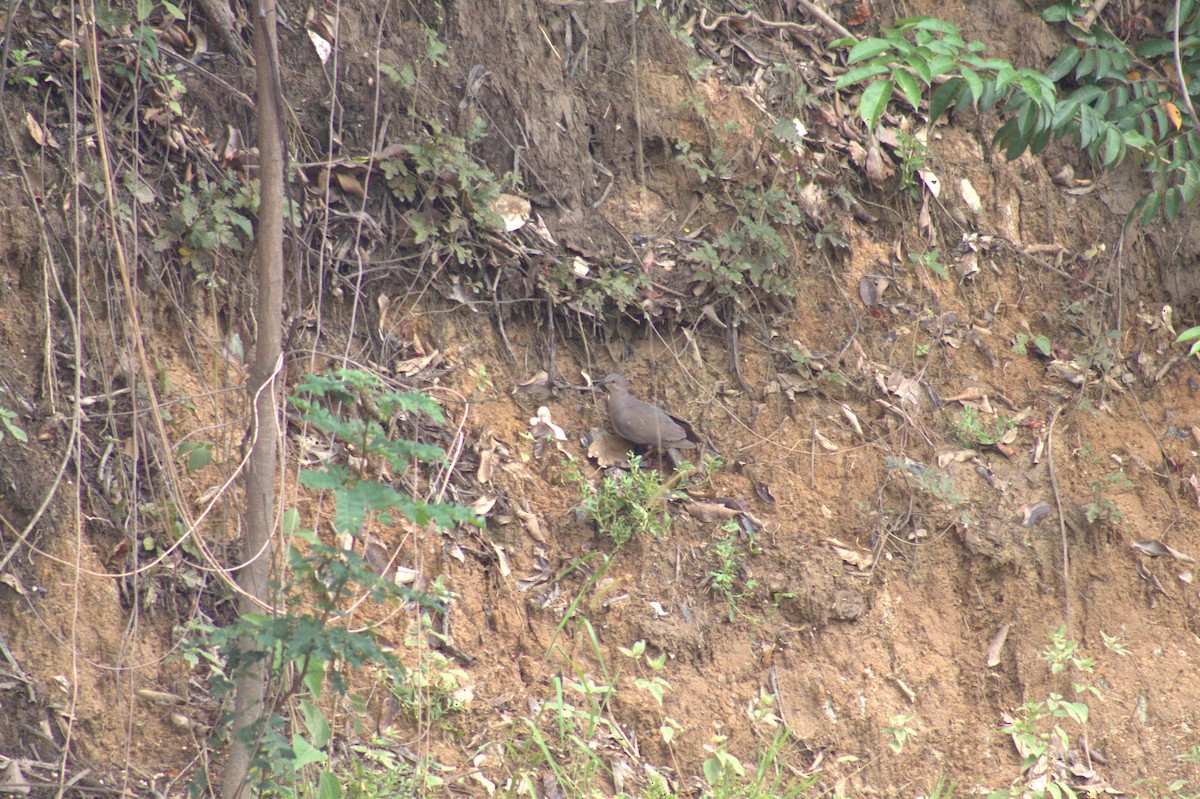 White-tipped Dove - ML646608391