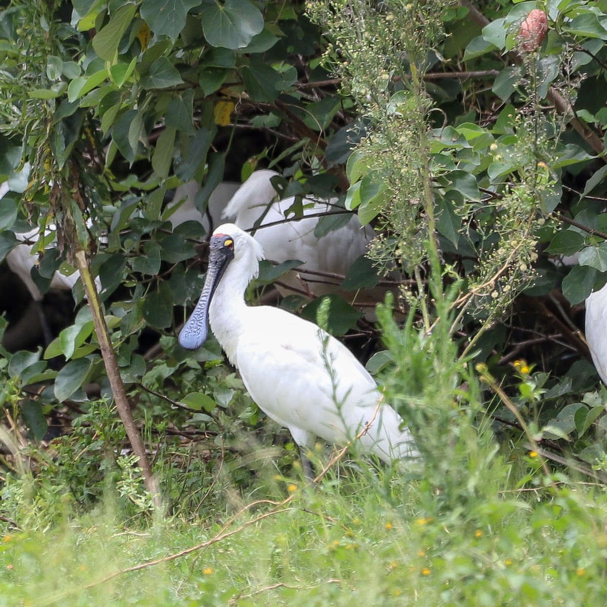 Royal Spoonbill - ML646608392