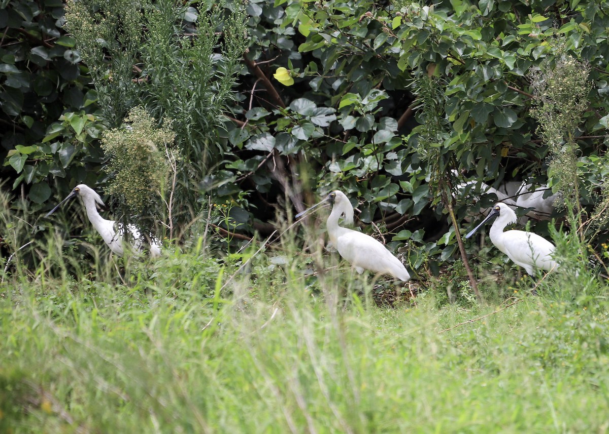 Royal Spoonbill - ML646608393