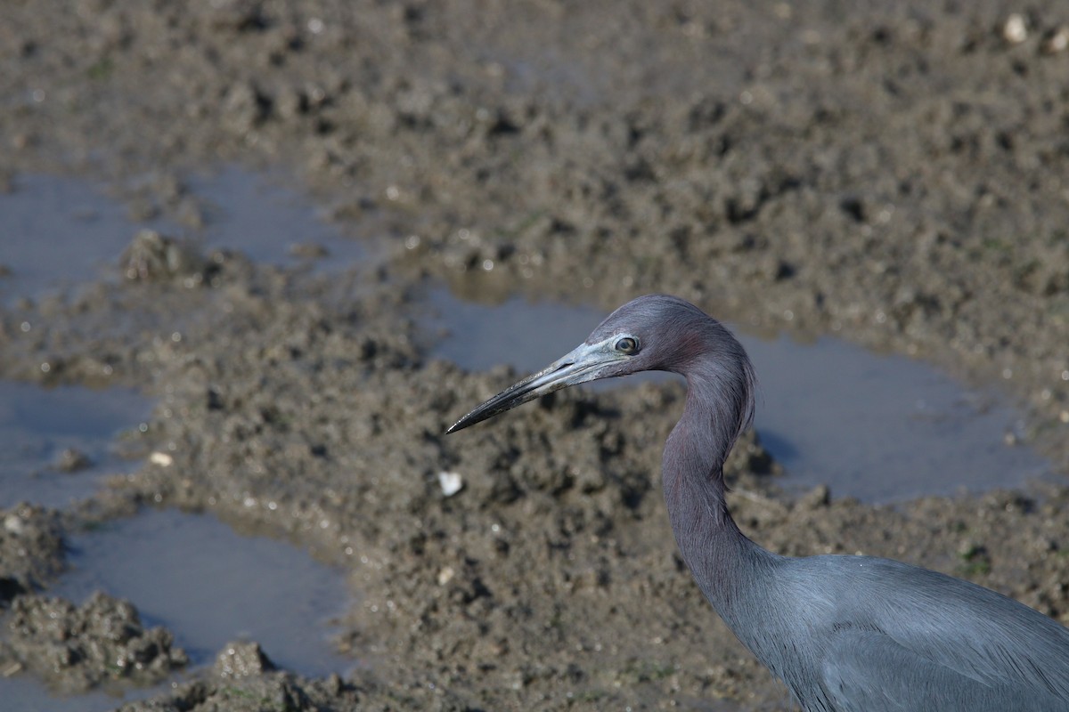 Little Blue Heron - ML646608394