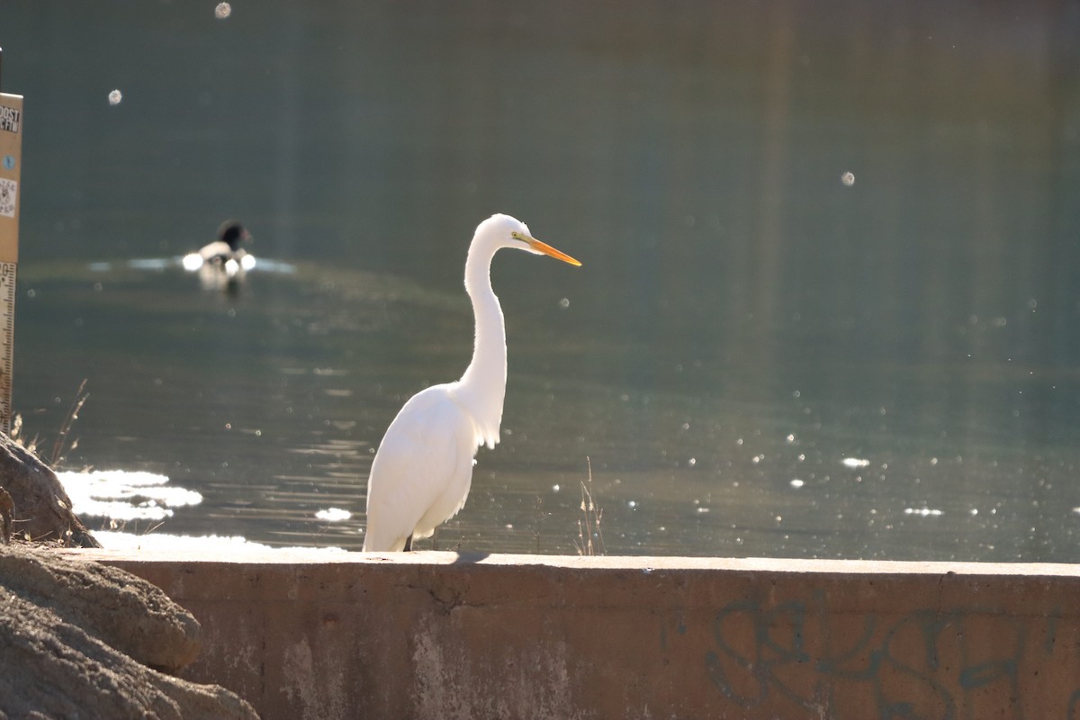 Great Egret - ML646608398