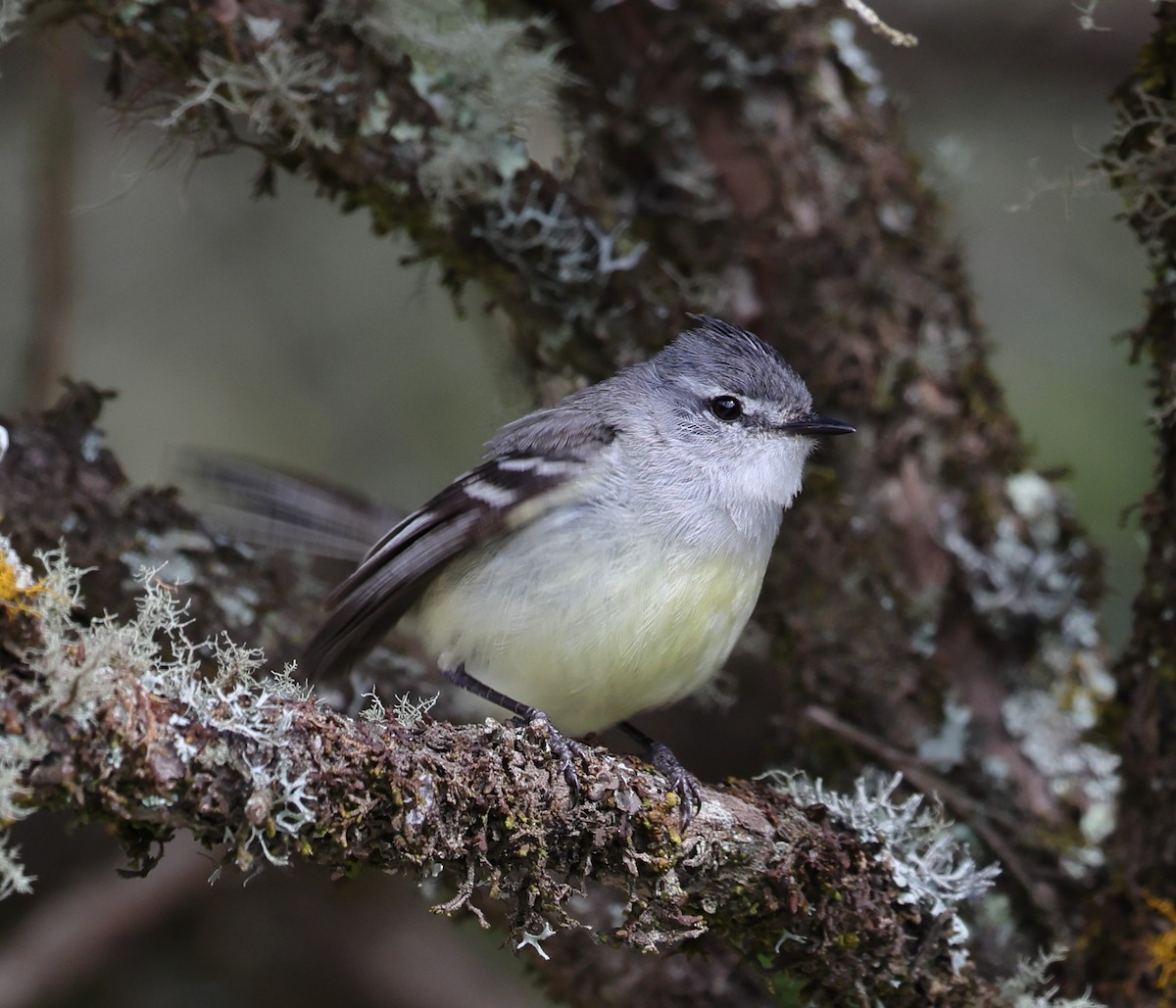 White-crested Tyrannulet - ML646608399