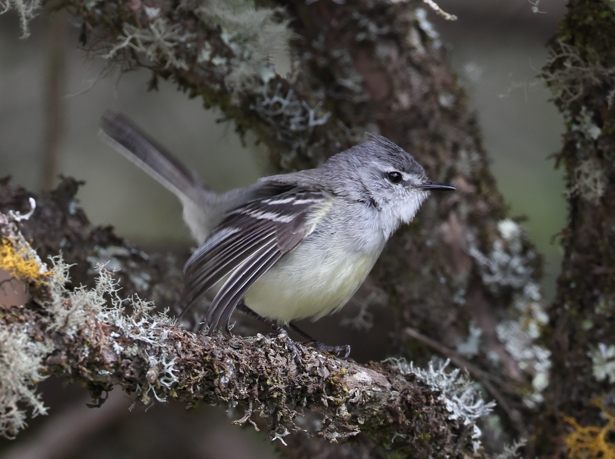 White-crested Tyrannulet - ML646608400