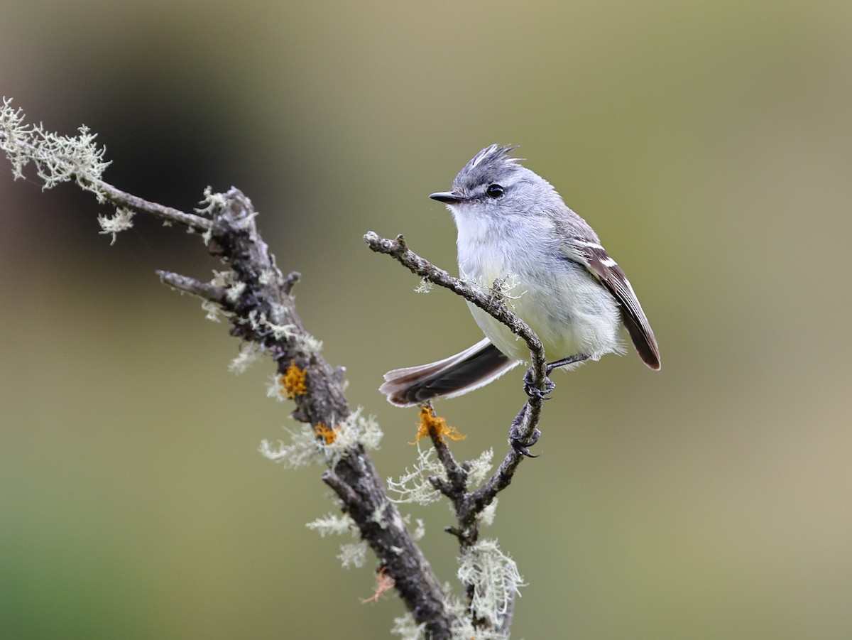 White-crested Tyrannulet - ML646608401