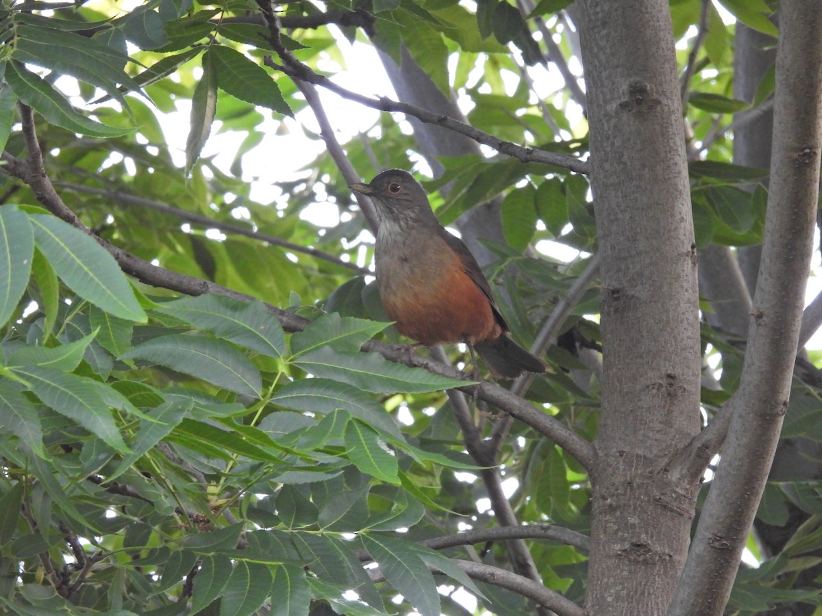 ナンベイコマツグミ - ML646608403