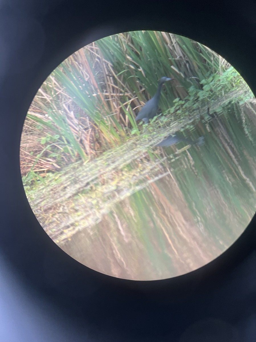 Little Blue Heron - ML646608404