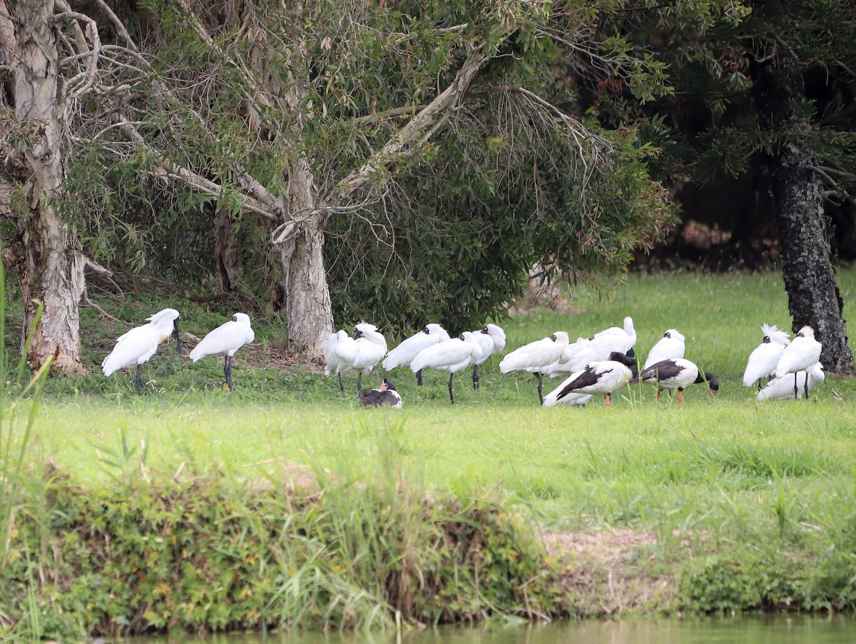 Royal Spoonbill - ML646608406