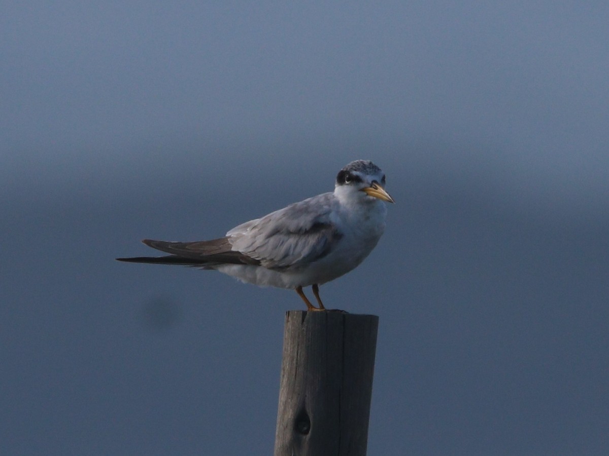 Yellow-billed Tern - ML646608408