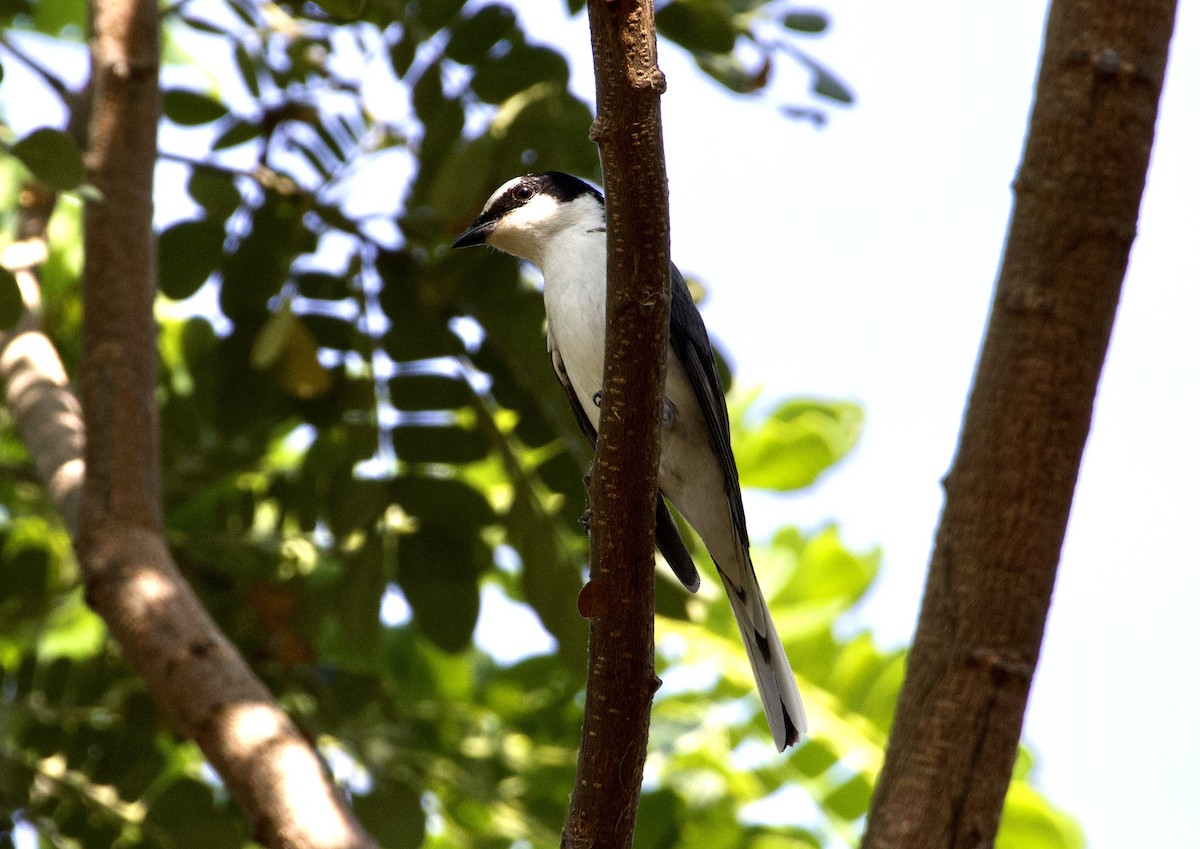 Ashy Minivet - ML646608409