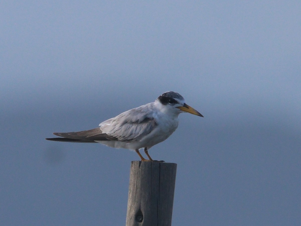 Yellow-billed Tern - ML646608410