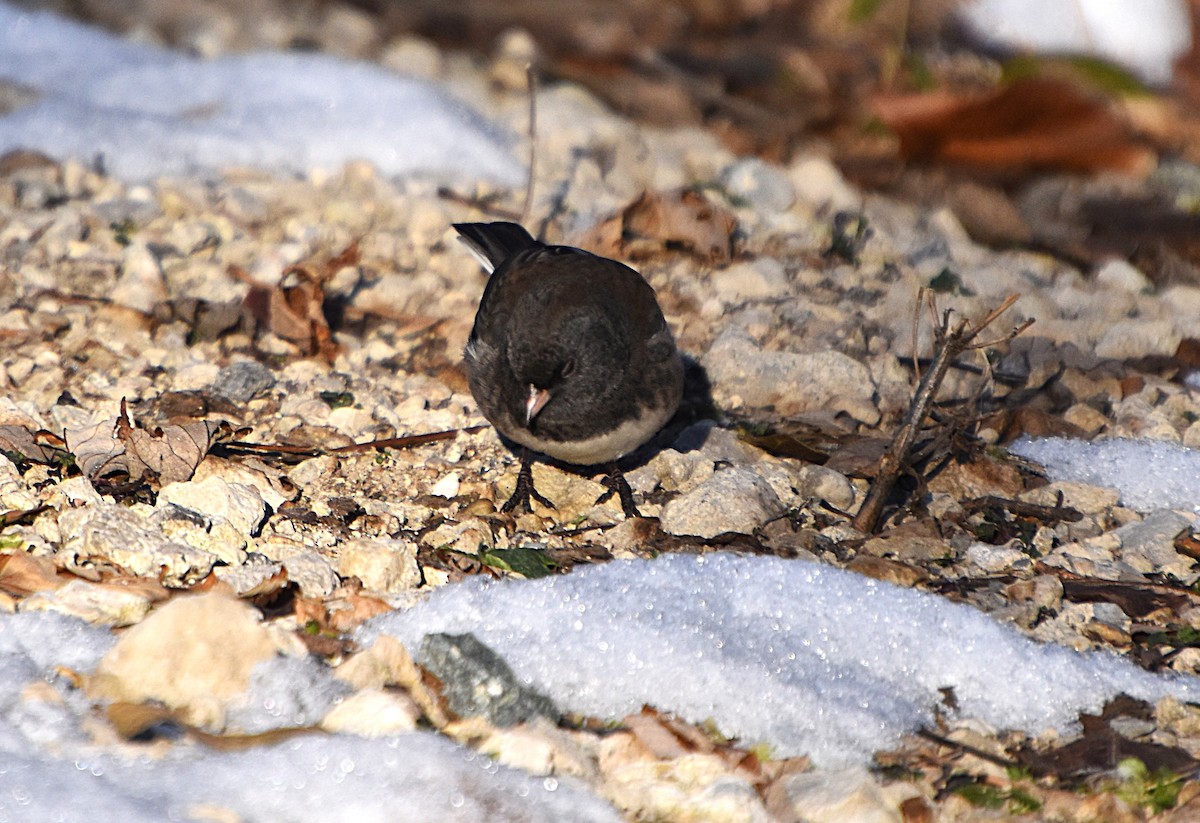 Dark-eyed Junco - ML646608411