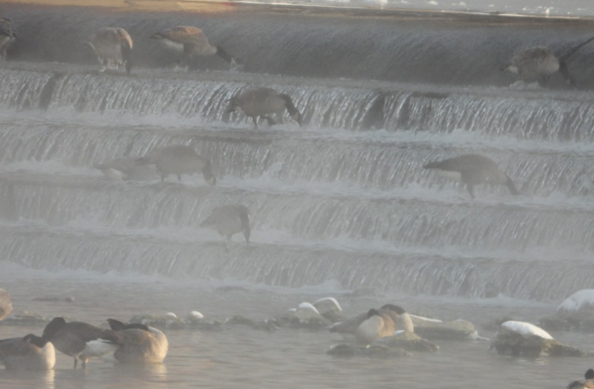 berneška velká - ML646608412