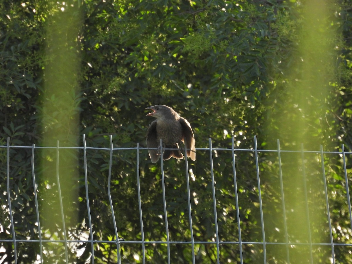 テリバネコウウチョウ - ML646608413