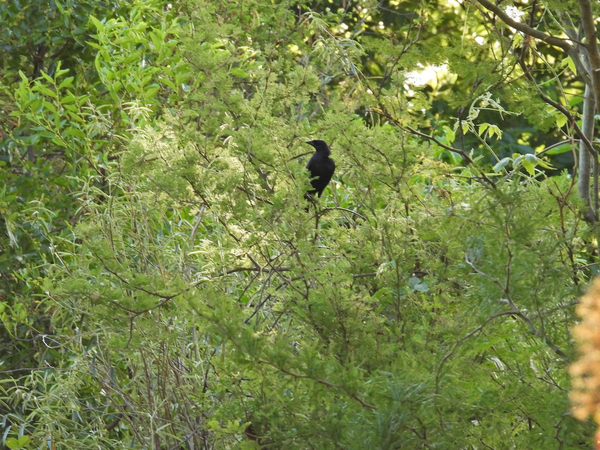 Tordo Renegrido - ML646608414