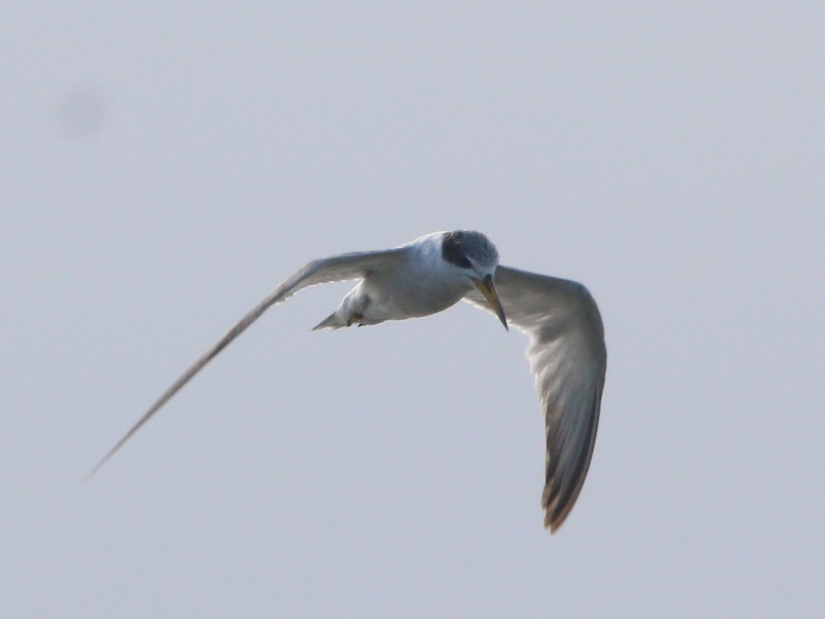 Yellow-billed Tern - ML646608415