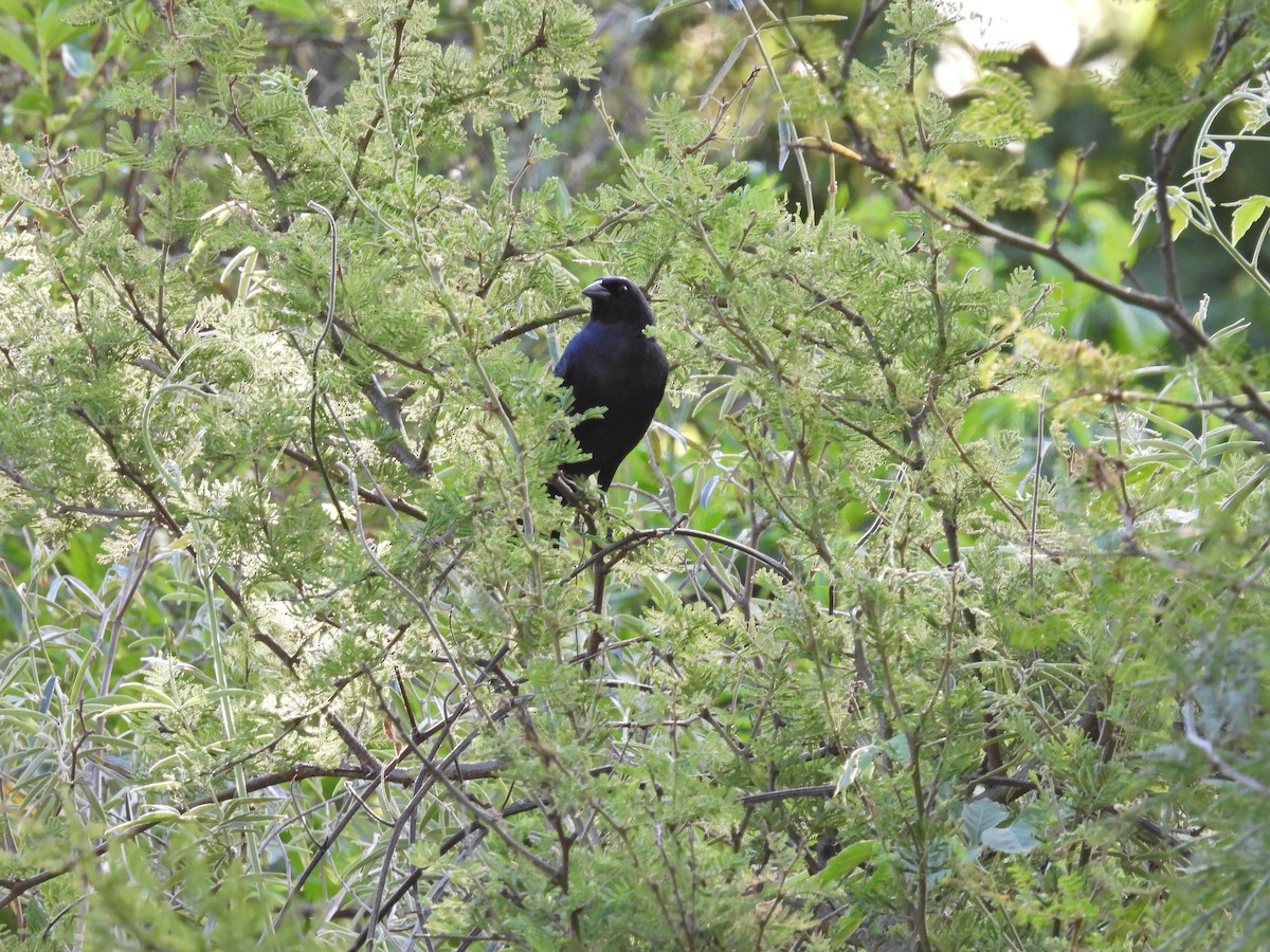 Tordo Renegrido - ML646608417