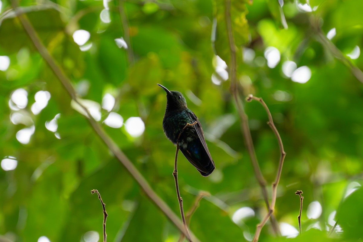 Green-throated Carib - ML646608420