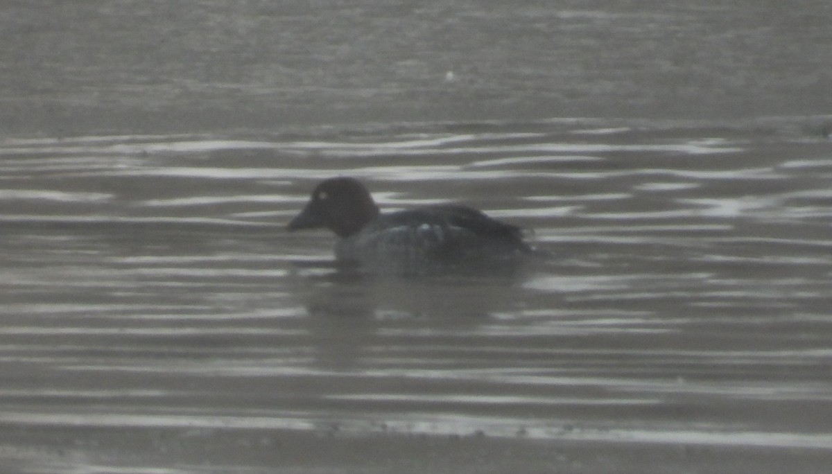 hohol severní - ML646608423