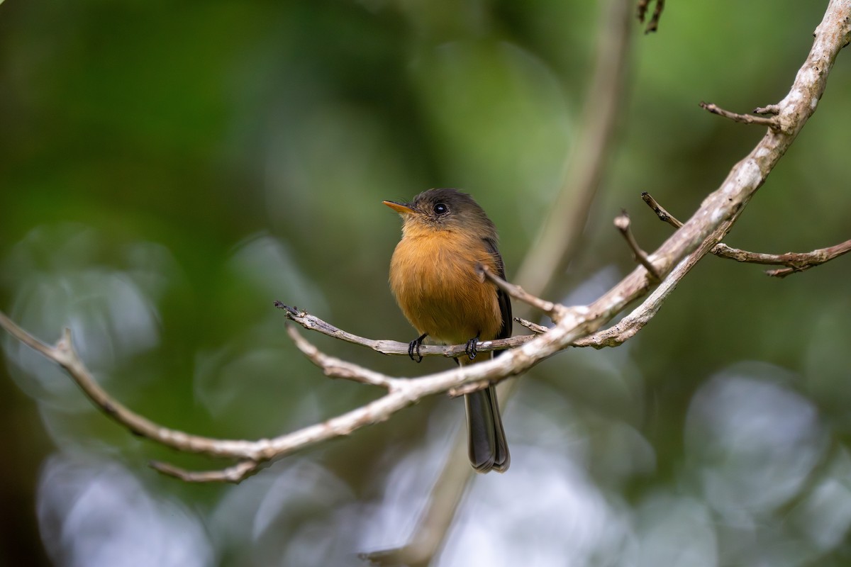 Lesser Antillean Pewee (St. Lucia) - ML646608425