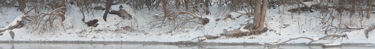 volavka velká - ML646608426