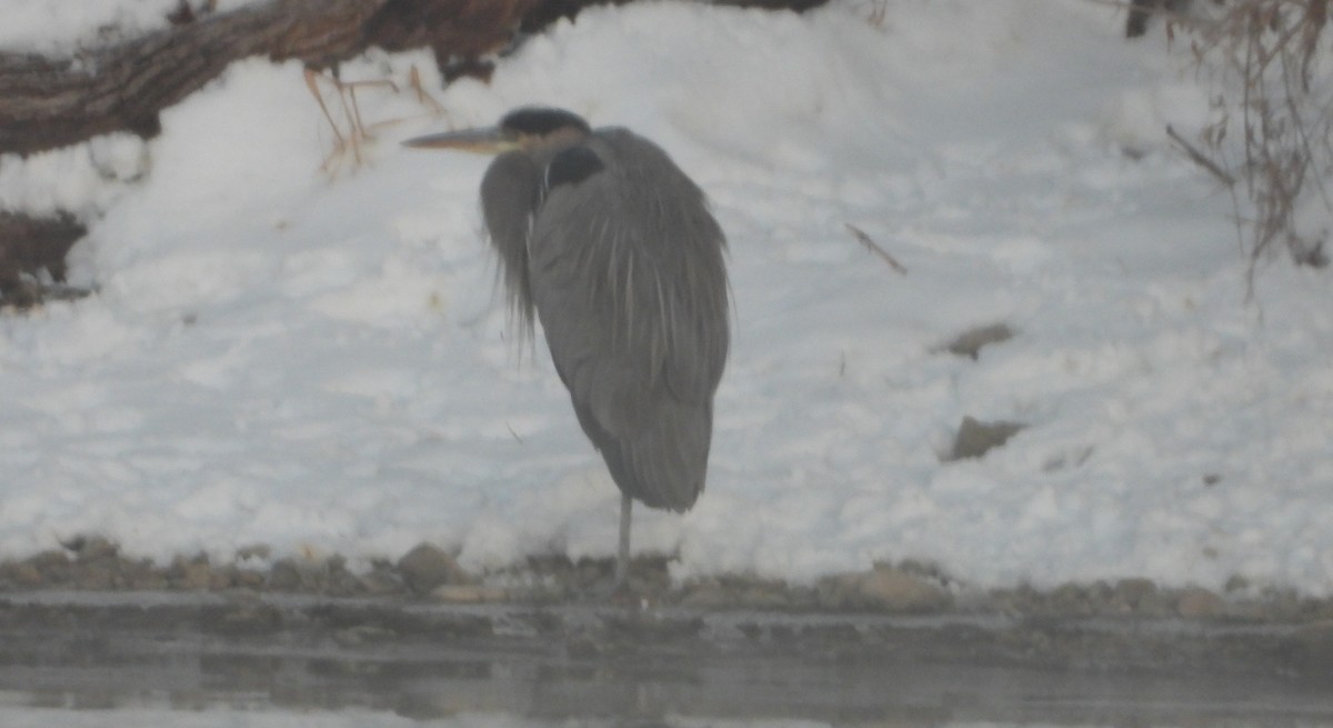 volavka velká - ML646608427