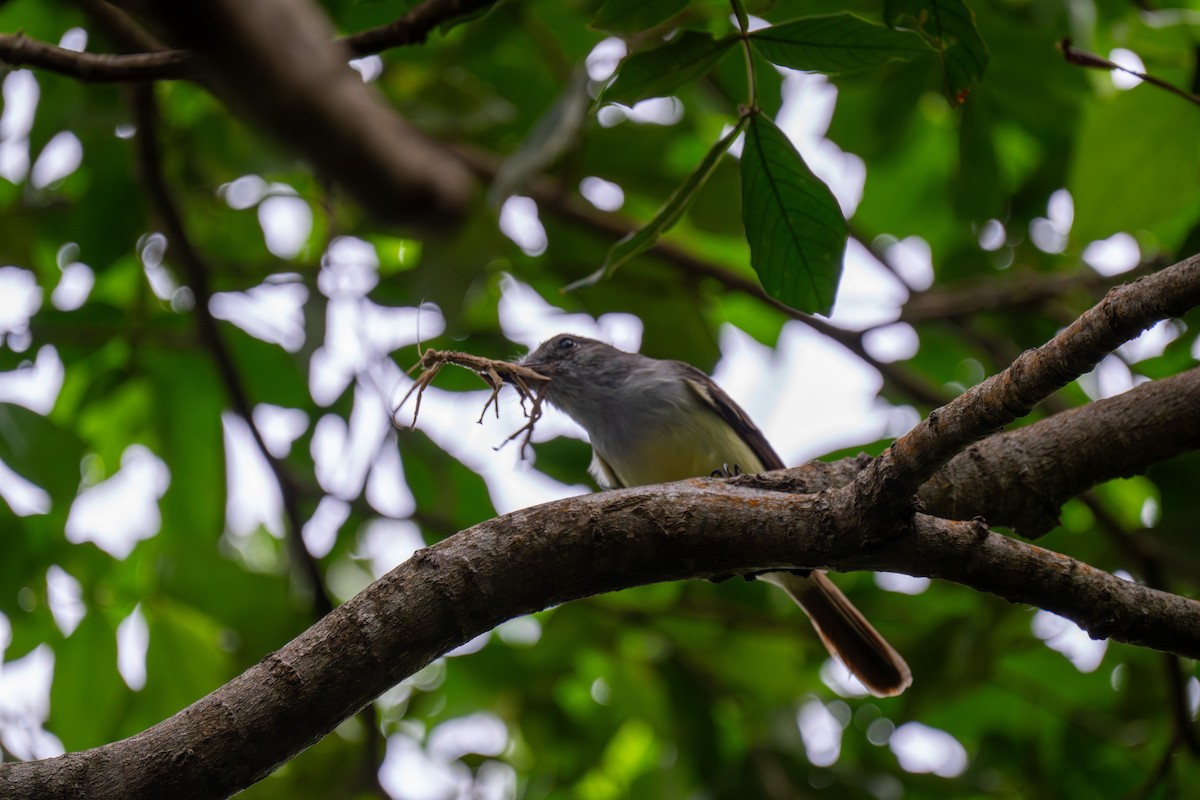 Lesser Antillean Flycatcher - ML646608428
