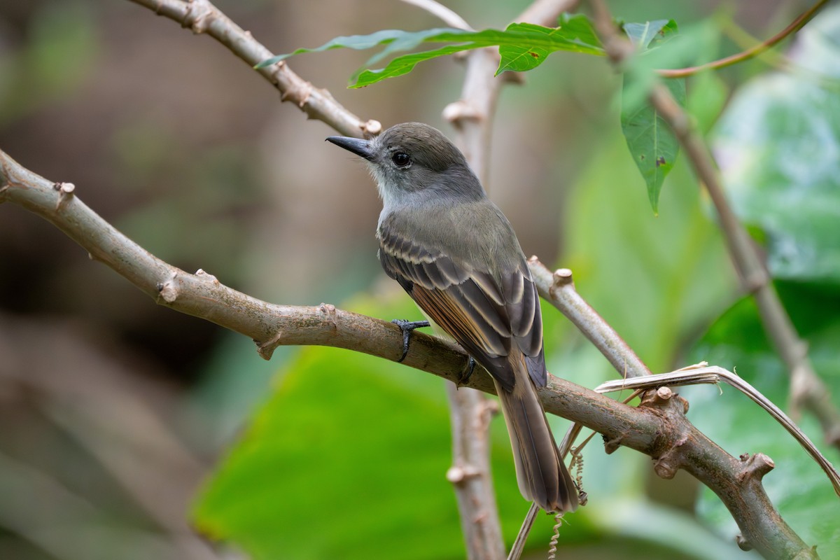 Lesser Antillean Flycatcher - ML646608429
