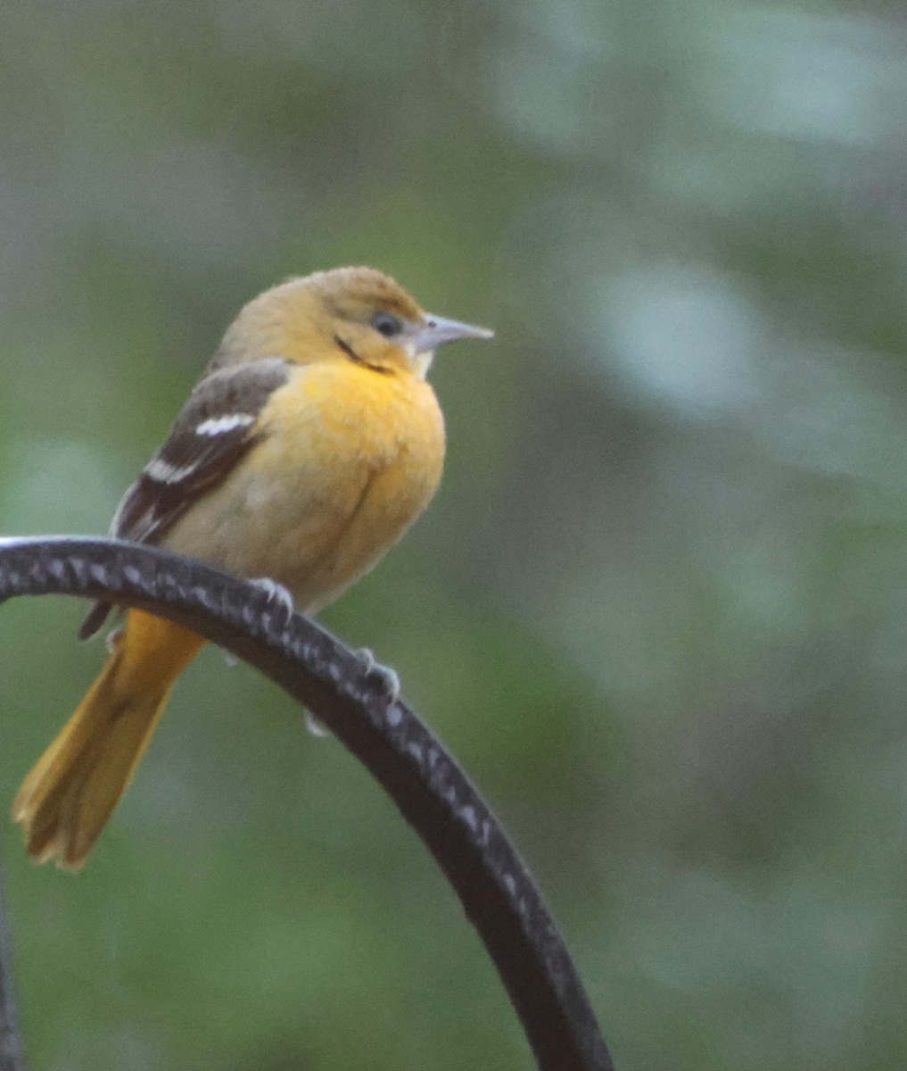 Turpial de Baltimore - ML646608430