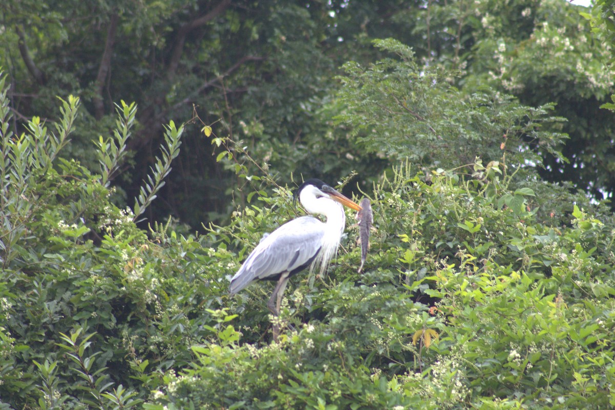 Garza Cuca - ML646608431