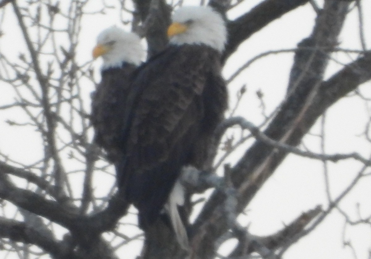 orel bělohlavý - ML646608432