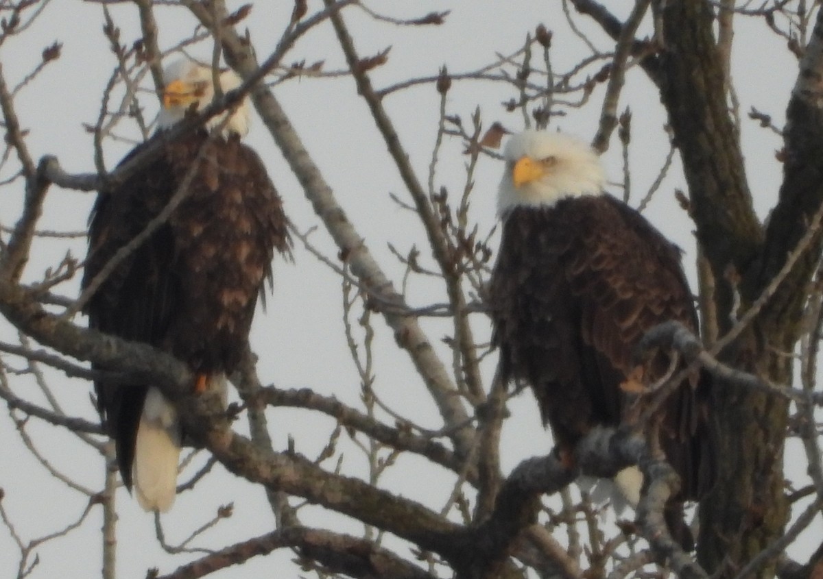 orel bělohlavý - ML646608433