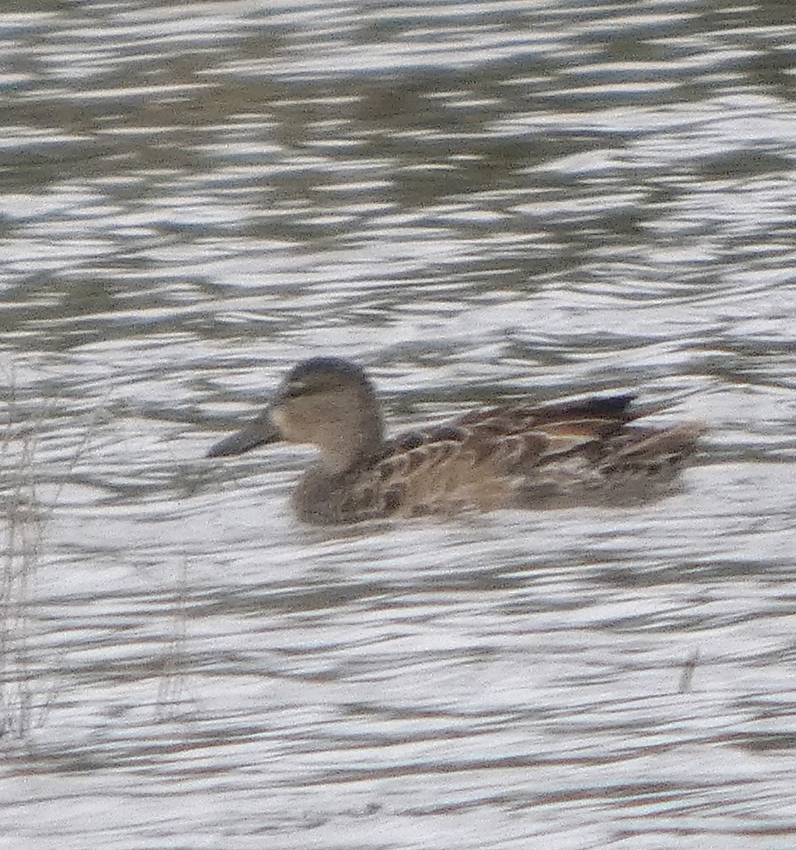 Cerceta Aliazul - ML646608434