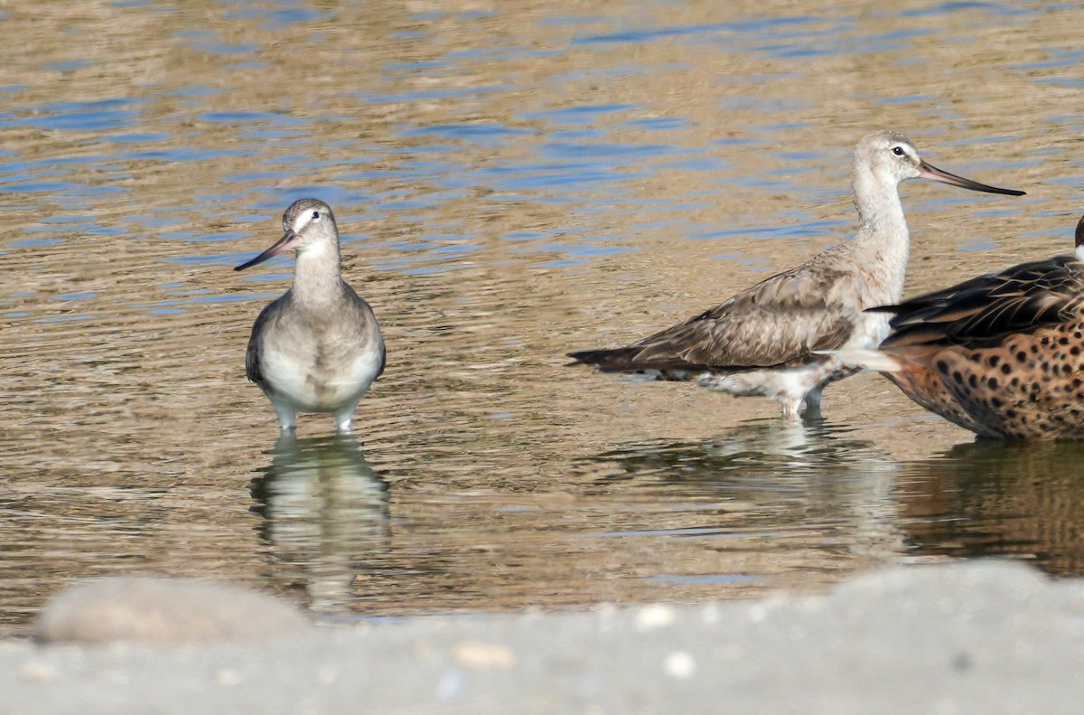 Aguja Café - ML646608435