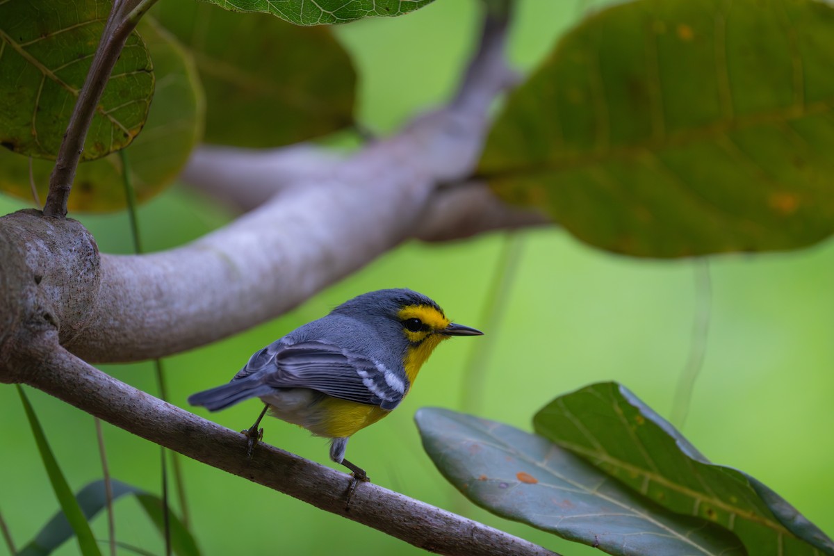 St. Lucia Warbler - ML646608436