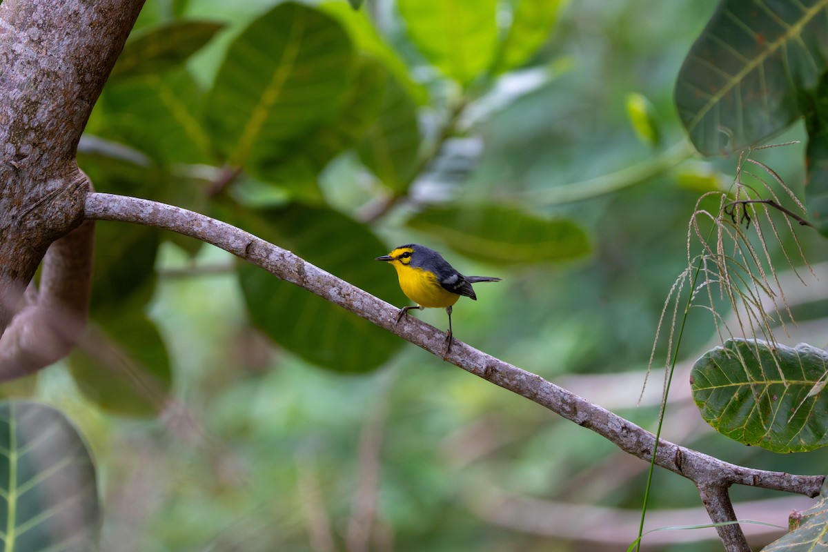 St. Lucia Warbler - ML646608437