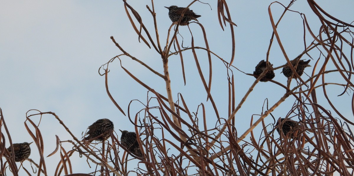 špaček obecný - ML646608438