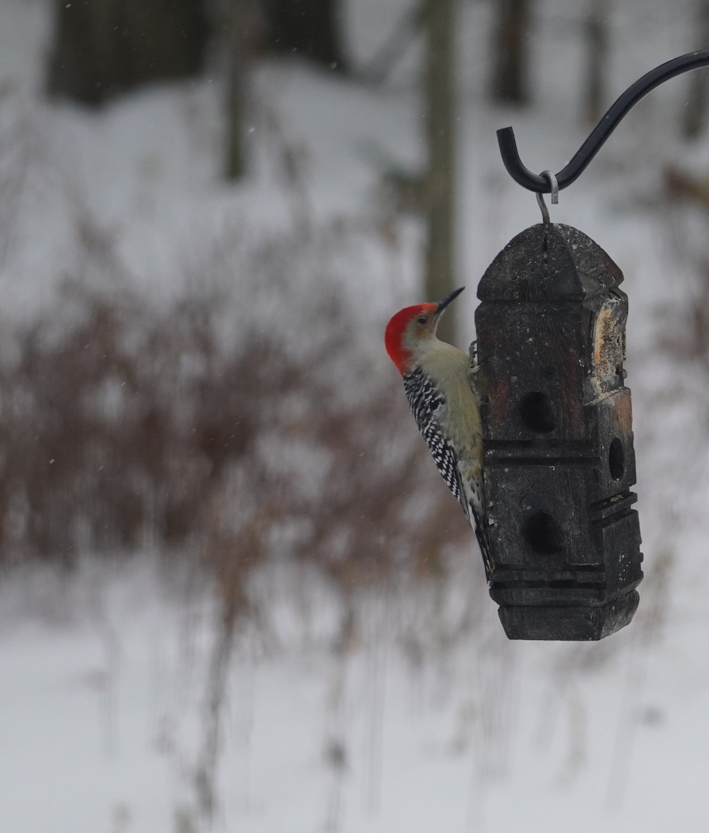 Carpintero de Carolina - ML646608442