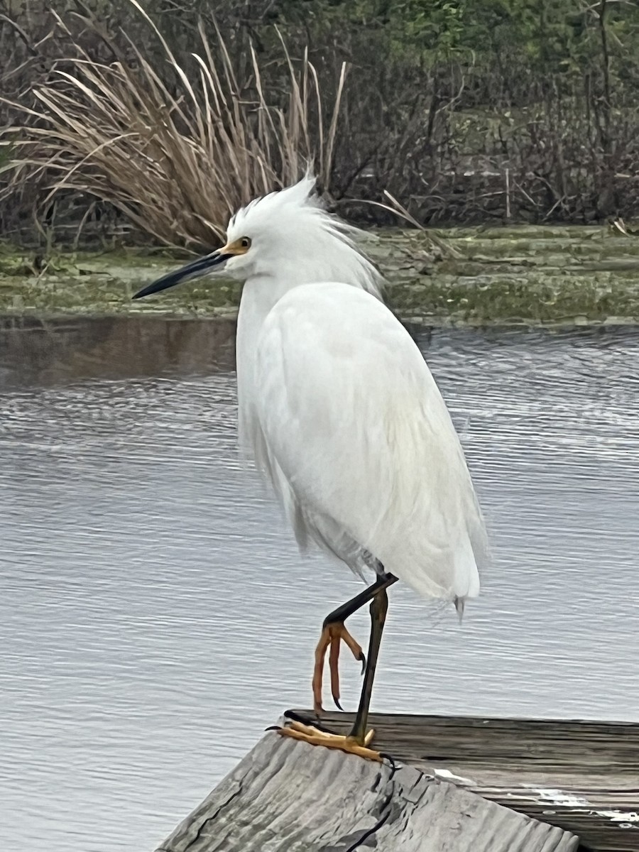 Snowy Egret - ML646608443